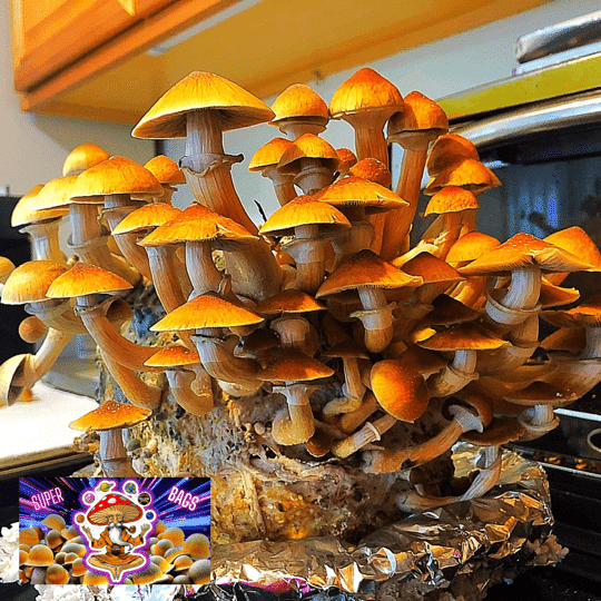 All-In-One Mushroom Manure Super Grow Bag