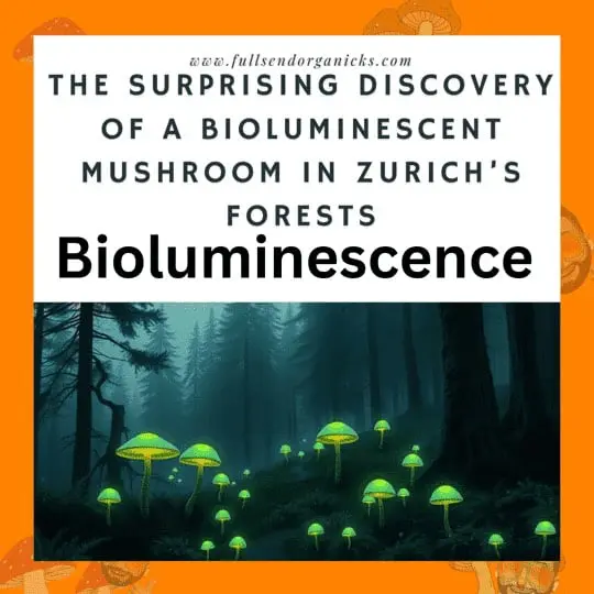 Bioluminescent Mushroom in Zurich’s Forests