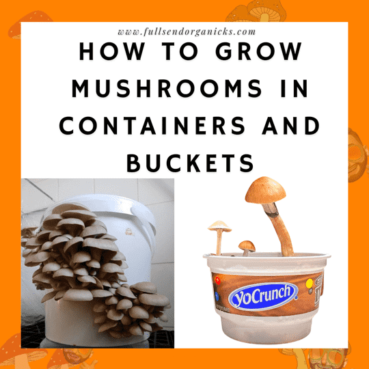 How to Grow Mushrooms in 5-Gallon Buckets and Containers Using Manure Super Mix and Infused Berries