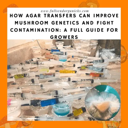 How Agar Transfers Can Improve Mushroom Genetics and Fight Contamination: A Full Guide for Growers
