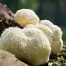 Lion’s Mane Warm Weather (Hericium erinaceus) Liquid Culture
