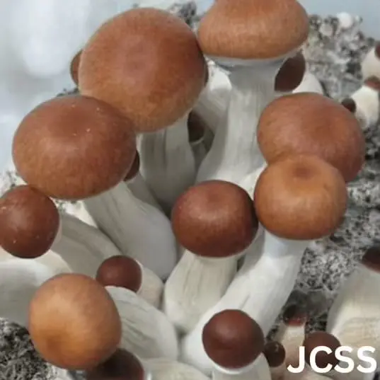Jesus Christ Super Strain (Psilocybe cubensis) Liquid Culture