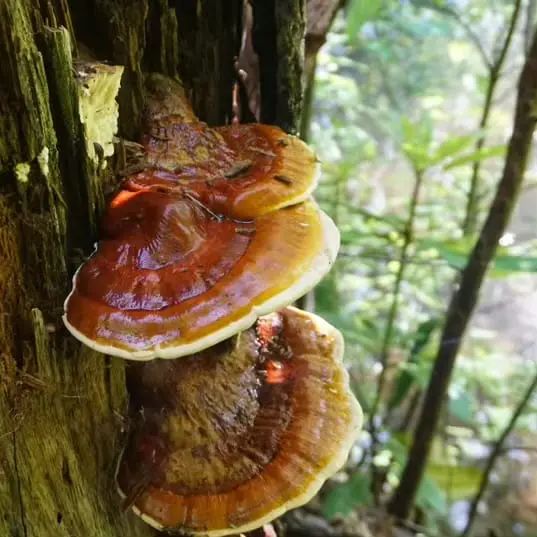 Reishi (Ganoderma lucidum) Liquid Culture