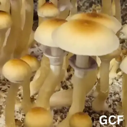 Golden Cluster Fuck (Psilocybe cubensis) Liquid Culture