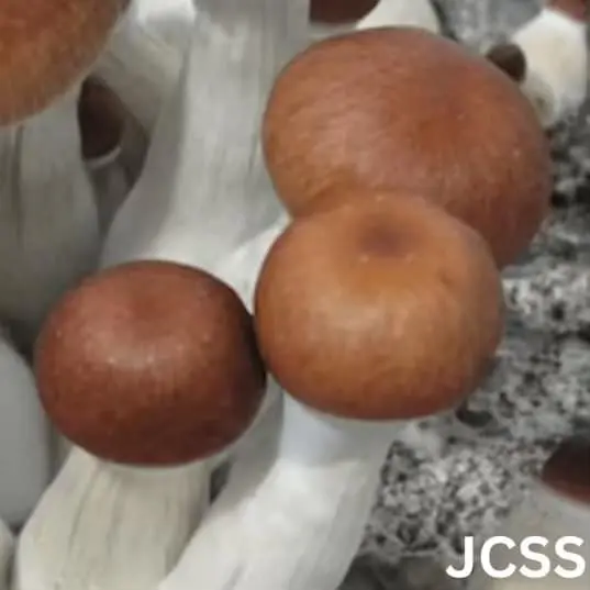 Jesus Christ Super Strain (Psilocybe cubensis) Liquid Culture