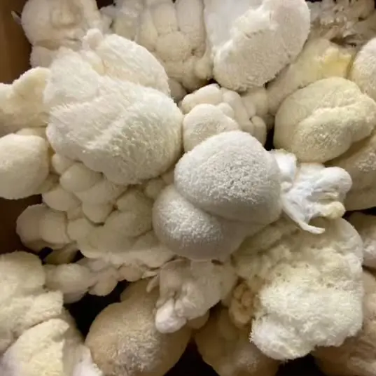 Lion’s Mane Warm Weather (Hericium erinaceus) Liquid Culture
