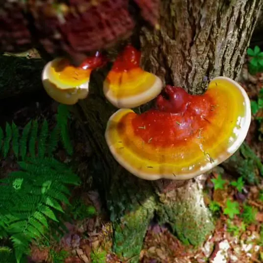Reishi (Ganoderma lucidum) Liquid Culture