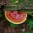Reishi (Ganoderma lucidum) Liquid Culture