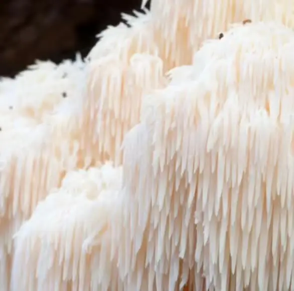 Lion’s Mane Warm Weather (Hericium erinaceus) Liquid Culture