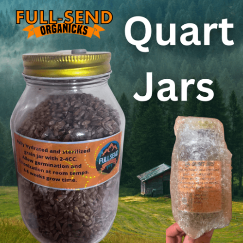 Rye Berry Inoculation Quart Jar!