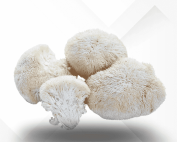 Mushroom Supplies - spores - liquid culture - super bags