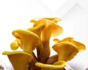 yellow oyster liquid culture | Fullsend
