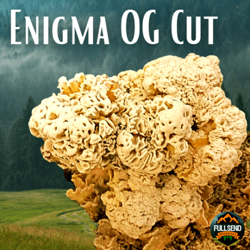 Enigma Cubensis Isolated Genetics (Og Cut)
