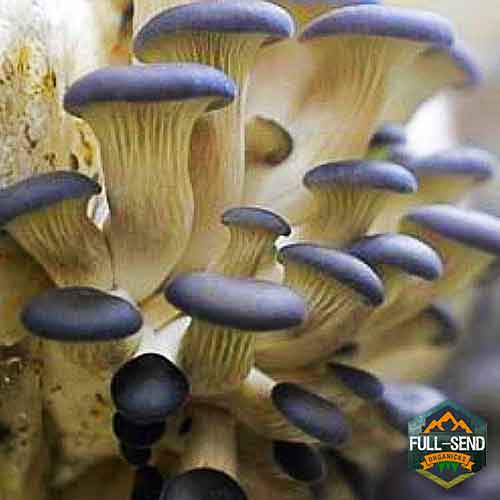 Blue Oyster Mycelium