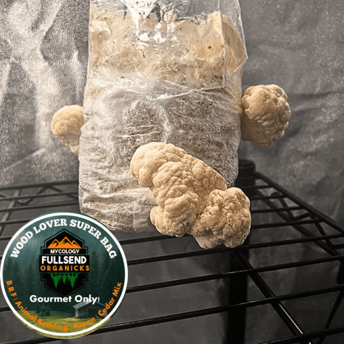Gourmet Mushroom Grow Kit