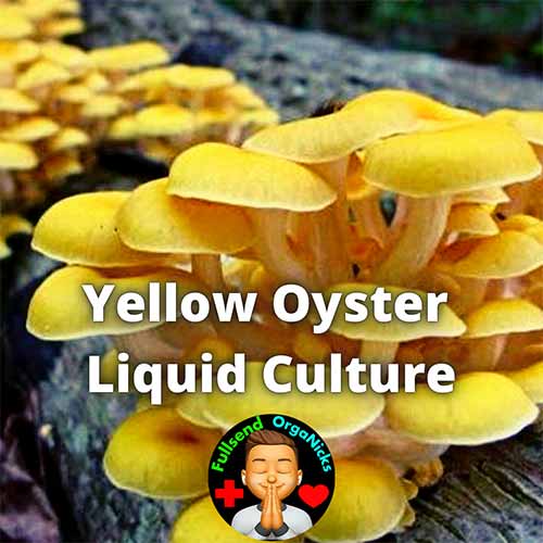 Yellow Oyster Liquid Culture