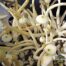 AA+ Spores