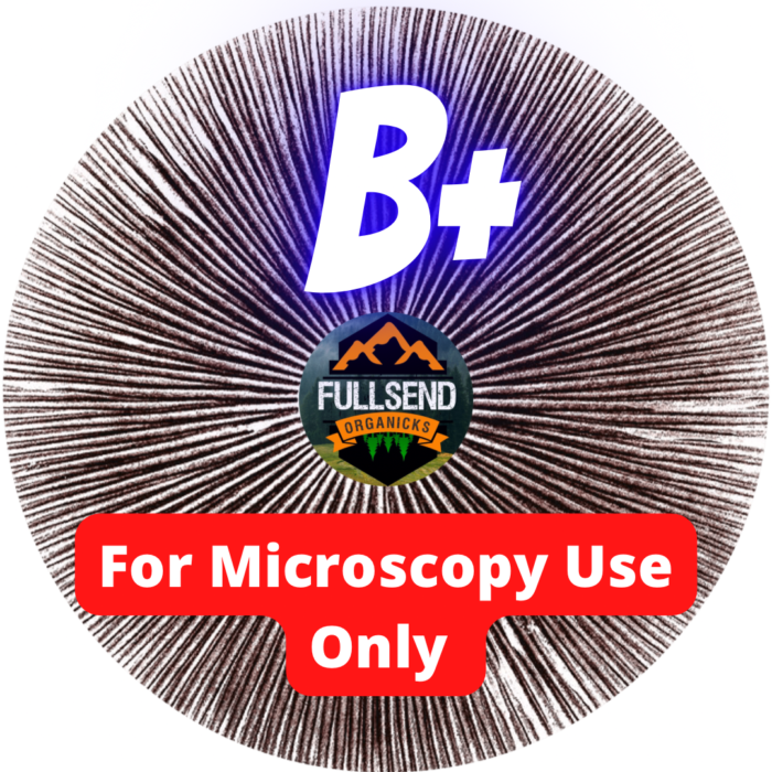 B+ microscopy Spores