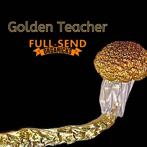 golden teacher