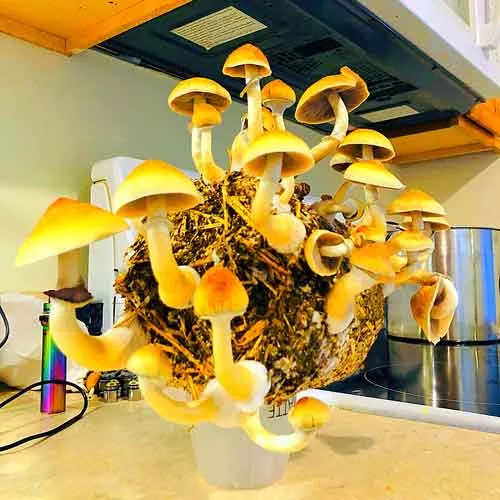 omg × jenny mix spore ドワーフ omg × jenny mix spore ドワーフ omg