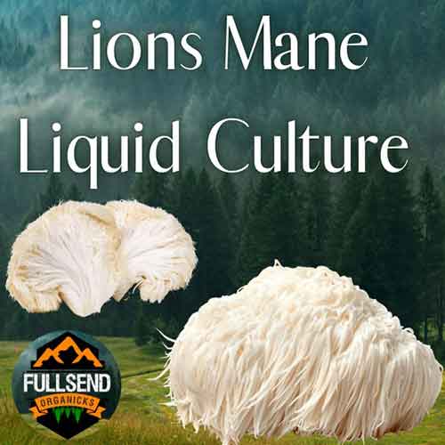 Lions-Mane-Liquid-Culture