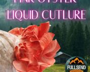 Pink Oyster Liquid Culture