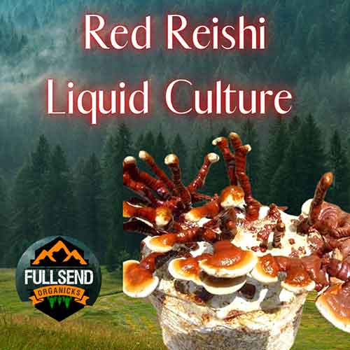 Red Reishi liquid culture