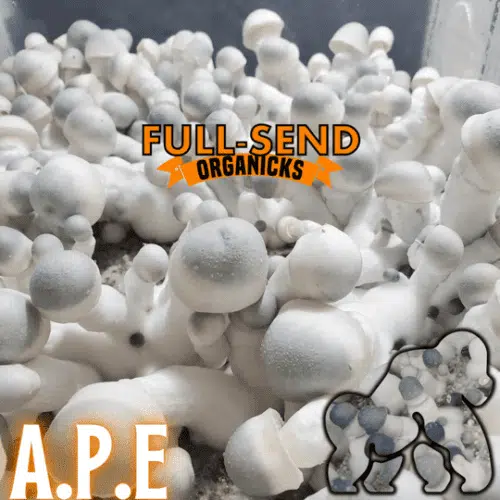 liquid culture albino penis envy