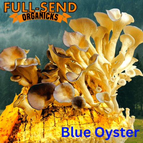Blue Oyster Liquid Culture