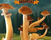 B+ Cubensis Mushroom Spores