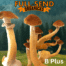 B+ Cubensis Mushroom Spores
