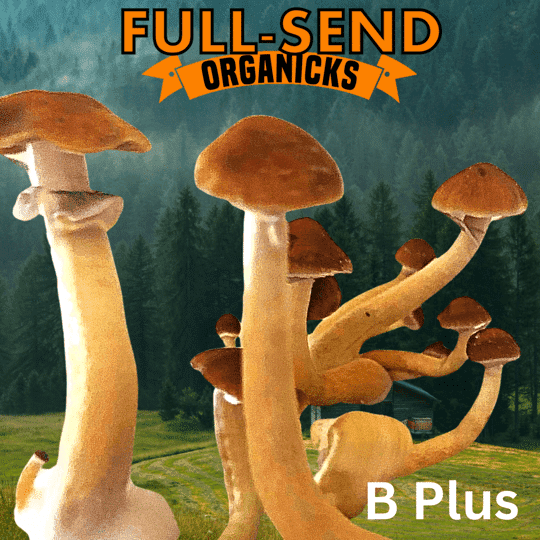 B+ Cubensis Mushroom Spores