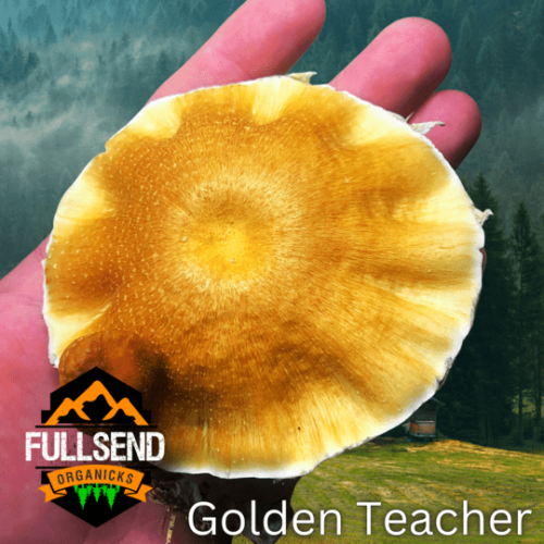 Golden Teacher Psilocybe Cubensis Mushroom Genetics