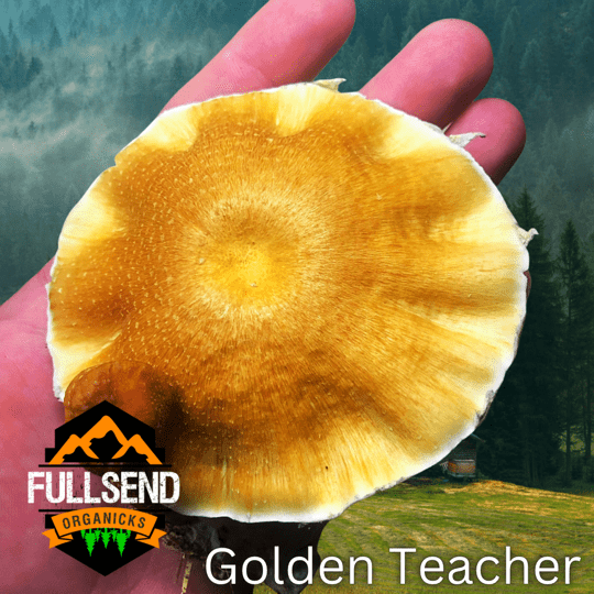 Golden Teacher Mushroom Genetics