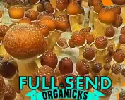 Pesh Hawaiian Magic Mushroom Spores
