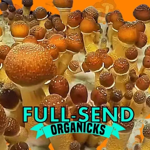 Pesh Hawaiian Magic Mushroom Spores