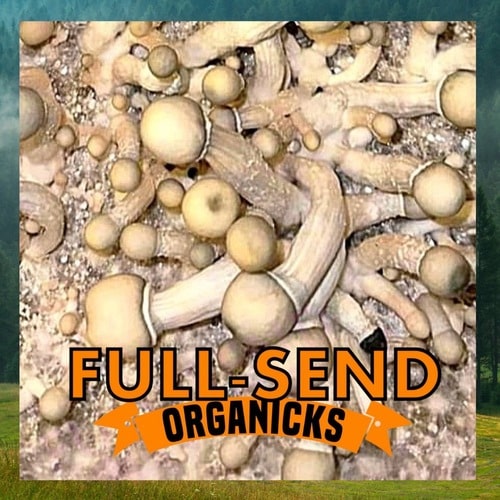 Albino Melmac Mushroom Syringe | Fullsend OrgaNicks