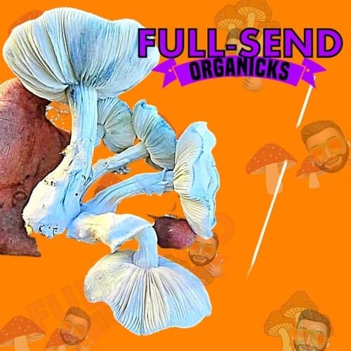 Albino Melmac Mushroom Syringe | Fullsend OrgaNicks
