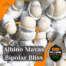 liquid culture mayas-bipolar-bliss-genetics