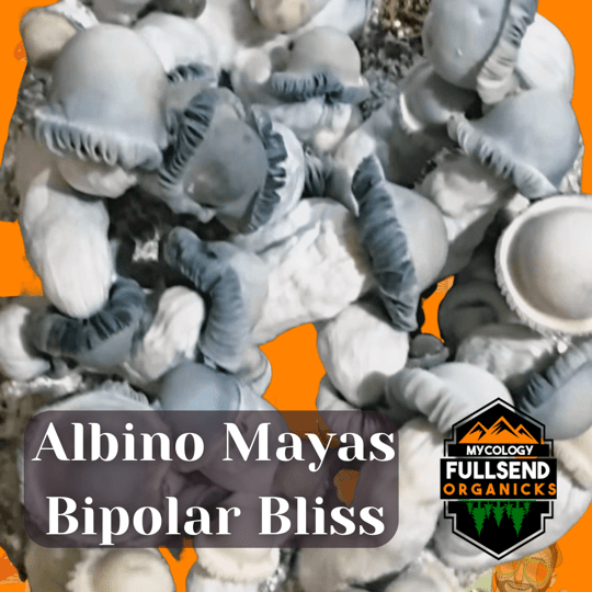 mayas-bipolar-bliss-genetics