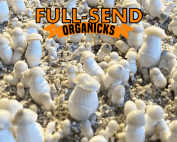 CASPERS GHOST (MAKSHAK+APE)