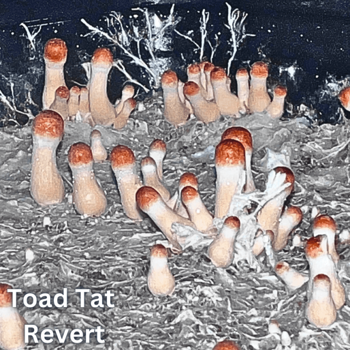 Toad Tat Revert liquid culture