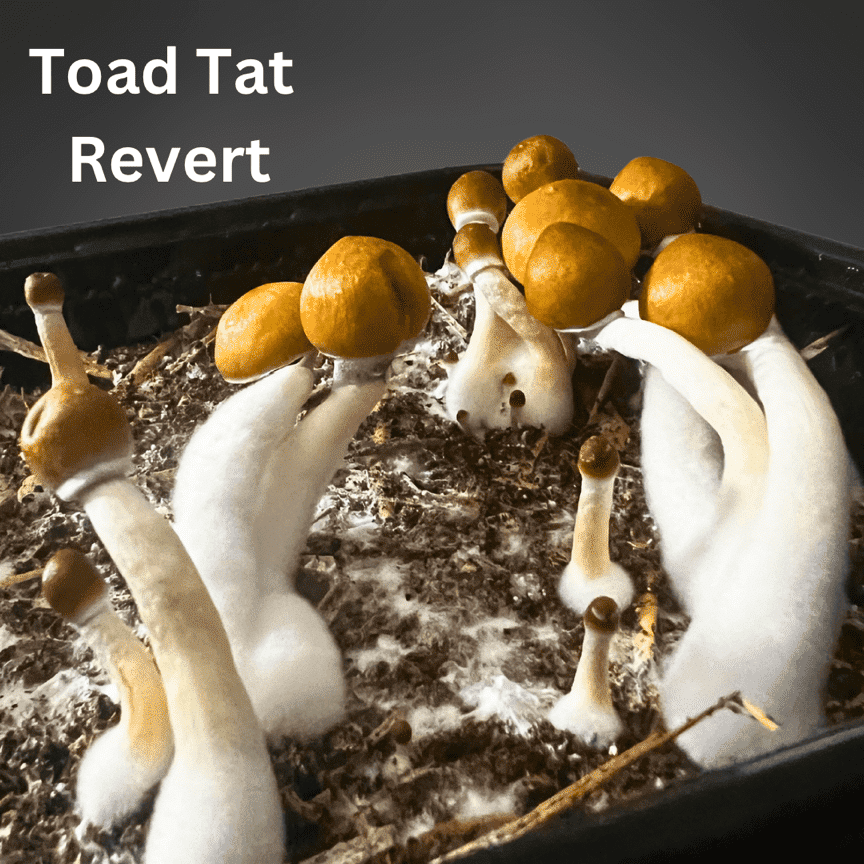Toad Tat Revert liquid culture