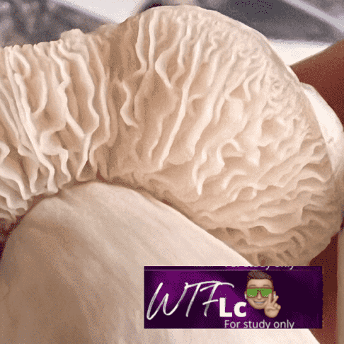wtf lc White Tail Feathers (WTF)