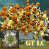 Golden Teacher Mushrooms