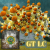 Golden Teacher Mushrooms