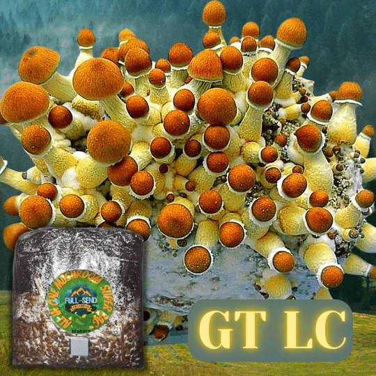 Golden Teacher Mushrooms