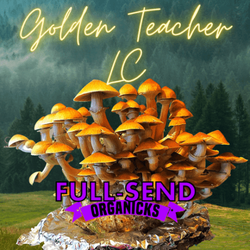 Golden Teacher Liquid Culture —10cc syringe