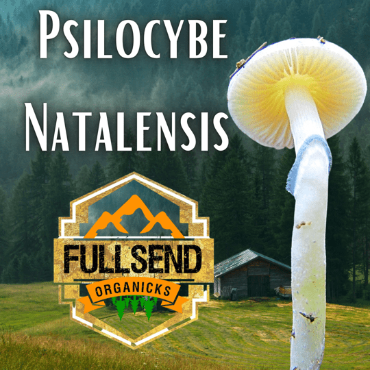 Psilocybe Natalensis Mushroom Genetics