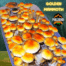 Golden Mammoth P. Cubensis Liquid Culture